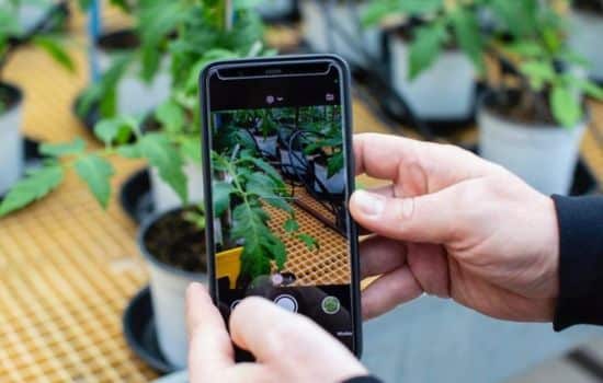 Cuidado de las Plantas