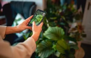 Apps para Identificar Plantas