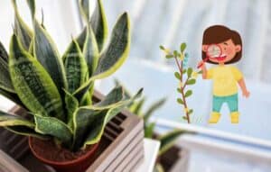 Identifica plantas al instante: una herramienta que cambiará tu vida